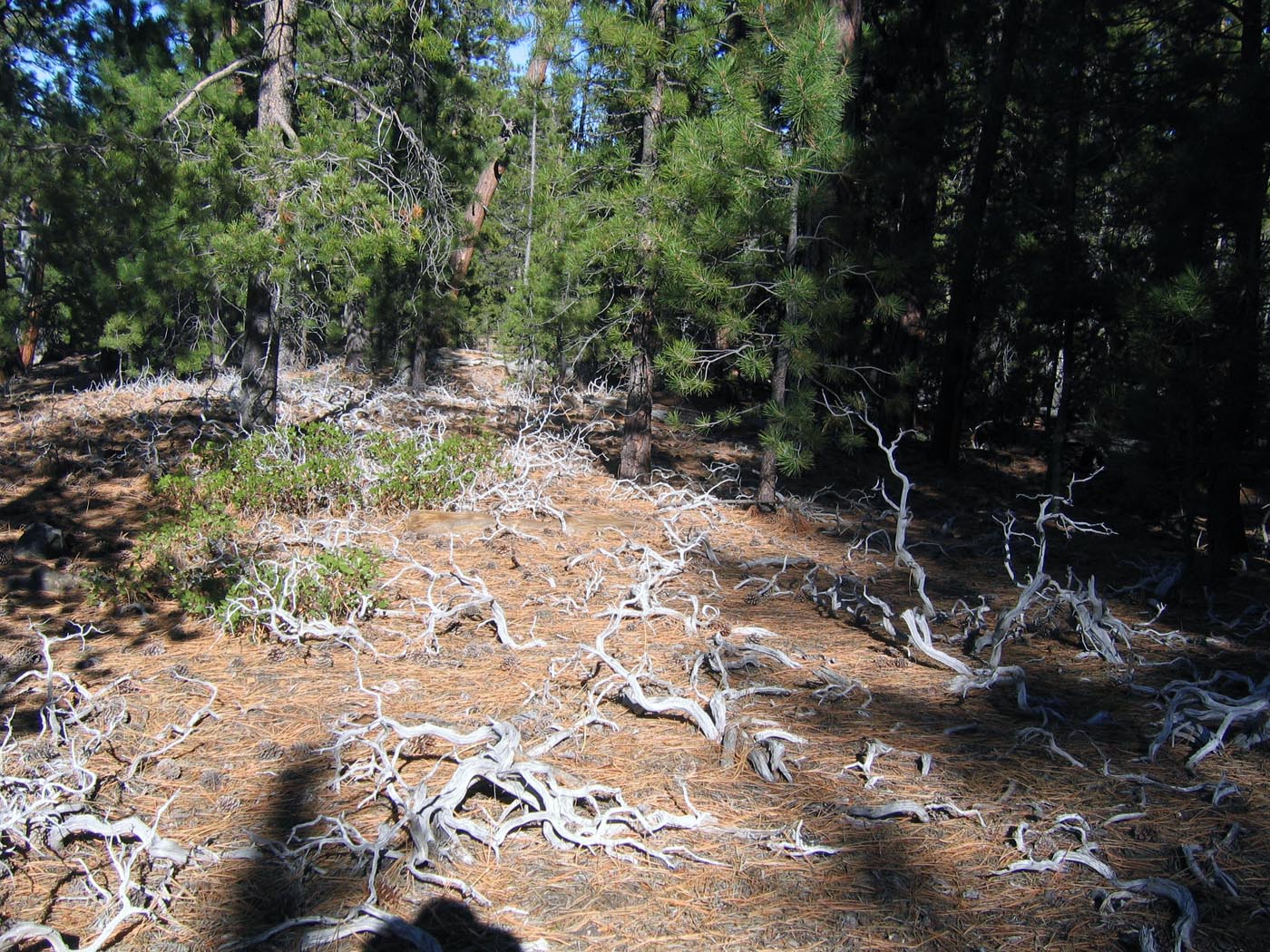 Wechee Butte RNA RBrainerd